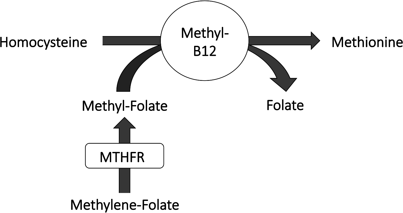 Elimination de l'homocystéine grâce aux vitamine B9 et B12