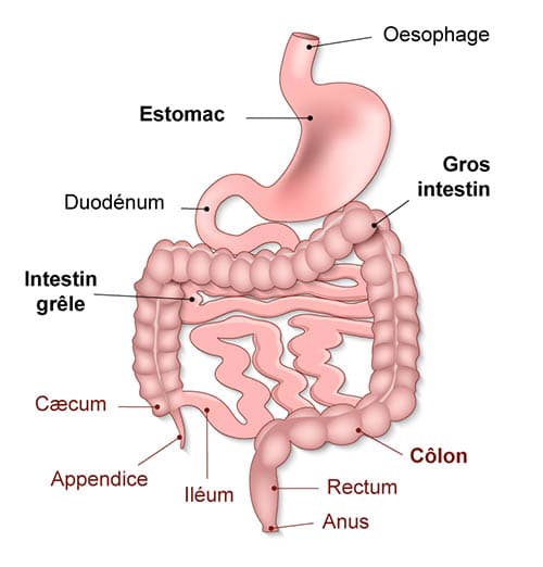 illustration du tube digestif humain