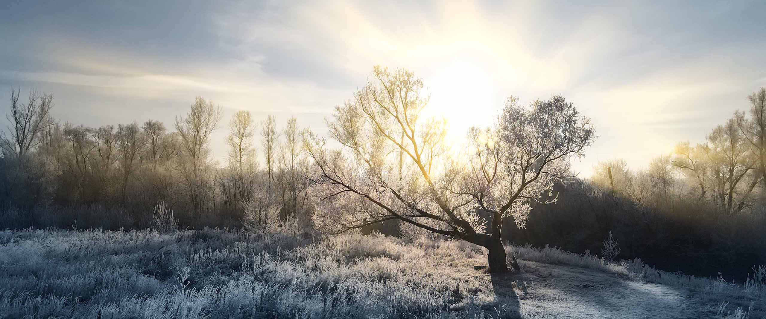 soleil d'hiver derrière un arbre