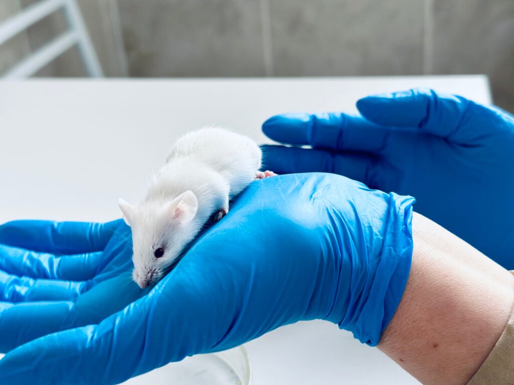 Des mains gantées tiennent une souris blanche de laboratoire.