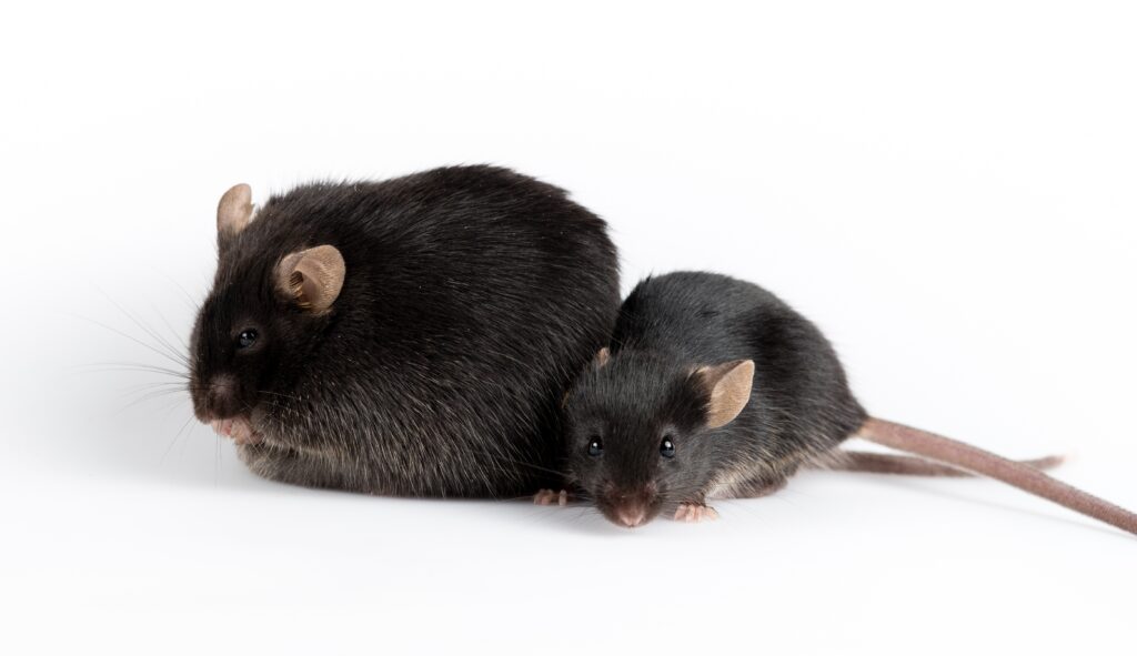 Une souris obèse et une souris mince sont placées côte à côte.