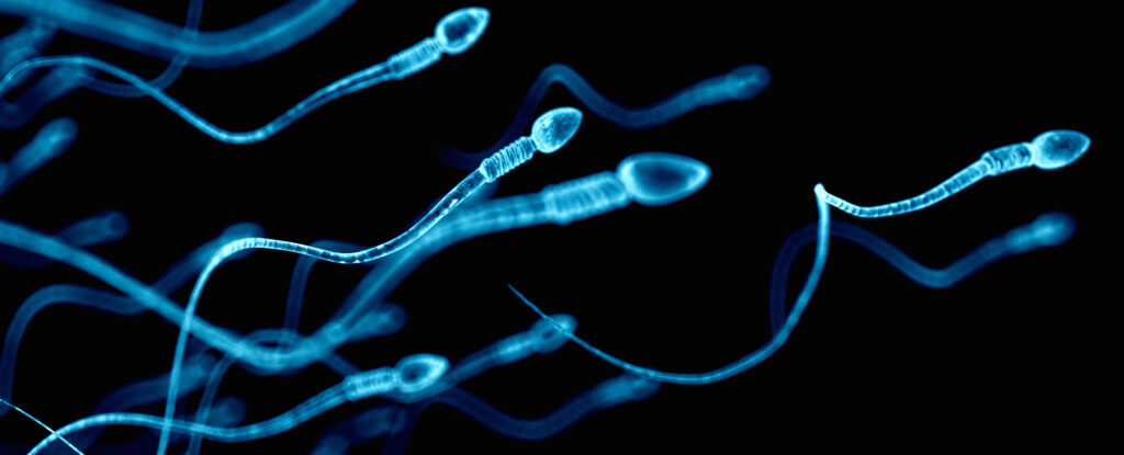 représentation 3D de spermatozoïdes