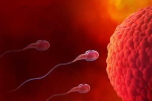 représentation illustrée en 3D d'un spermatozoïde s'approchant d'un ovule