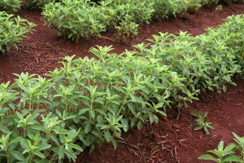 plantation de stevia au Brésil