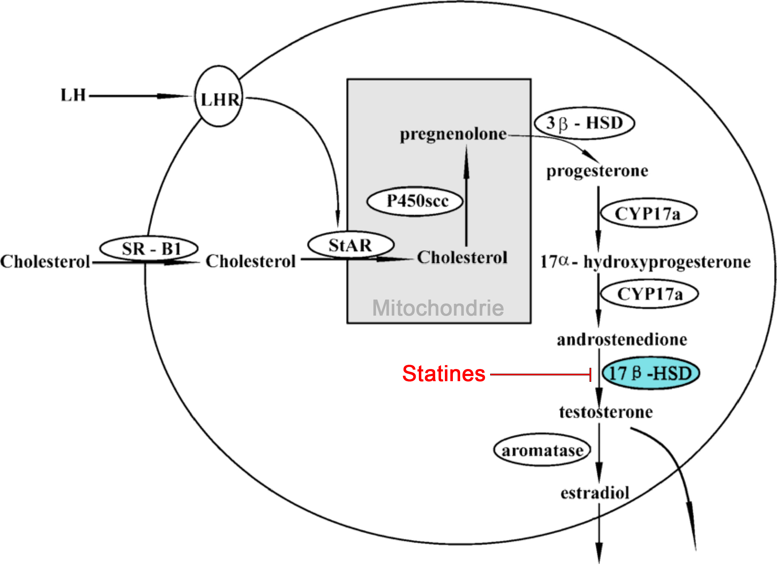 Les statines bloquent la production de testostérone à partir de l'androsténedione