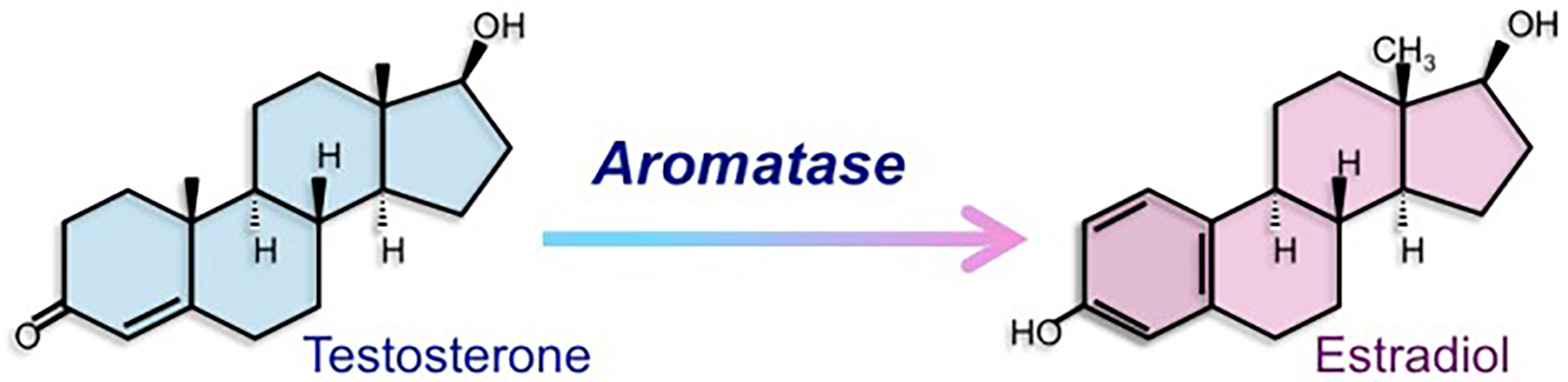 L'enzyme aromatase convertit la testostérone en œstradiol