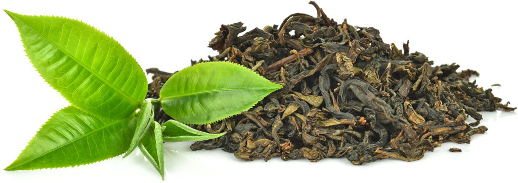 Le thé vert contient de l’EGCC qui perturbe le métabolisme de la glutamine dans les cellules cancéreuses
