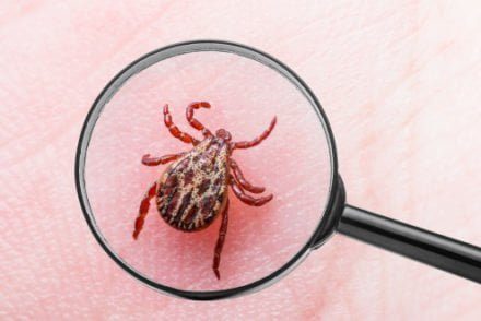 Maladie de Lyme : nouveau problème de santé publique ?