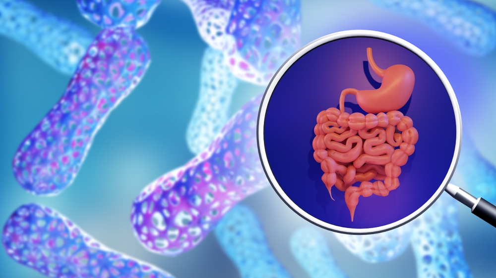 Bactérie représentée sous forme de bâtonnet bleu. à gauche de l'image une loupe zoomant sur le système digestif.