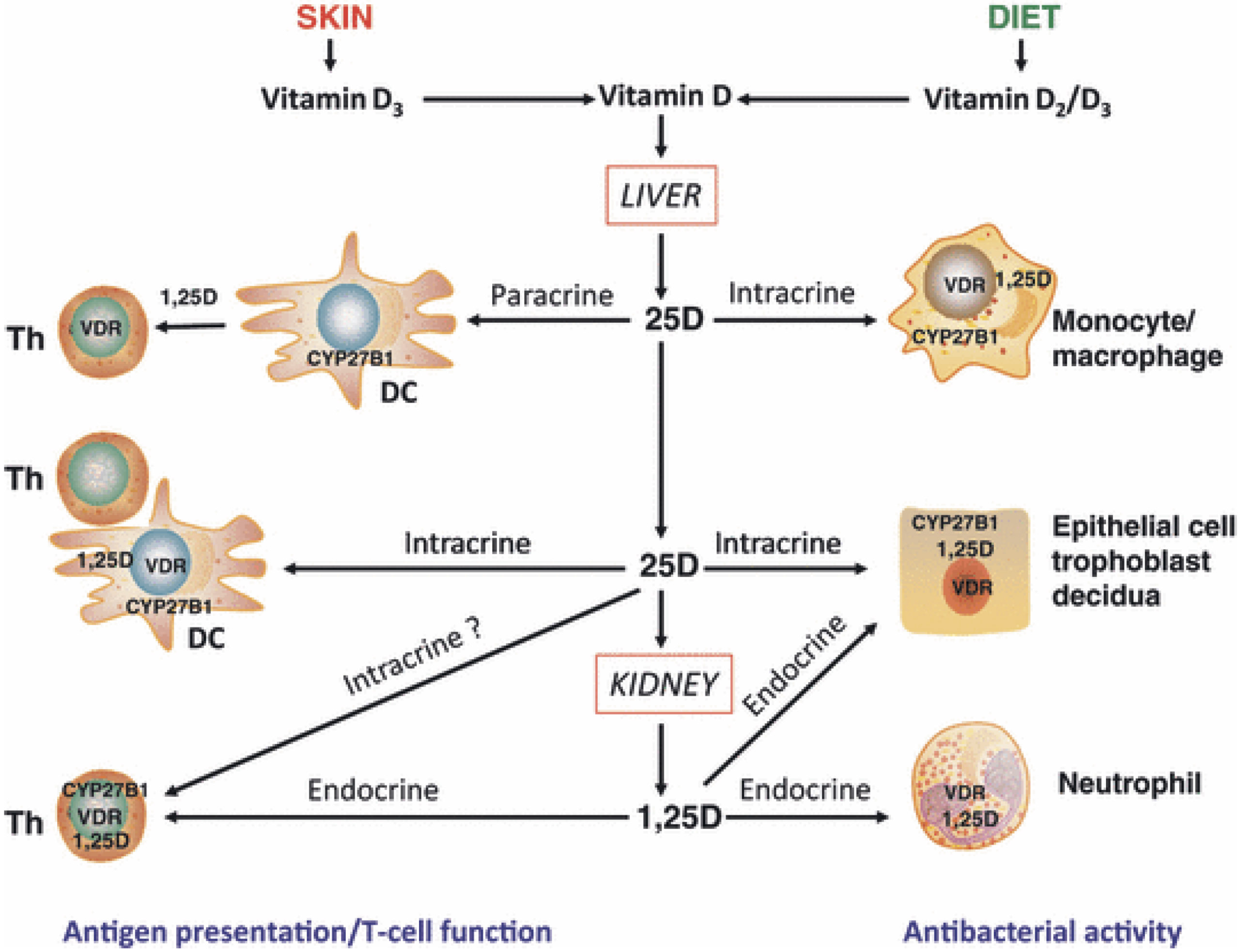 Rôles multiples de la vitamine D sur le système immunitaire