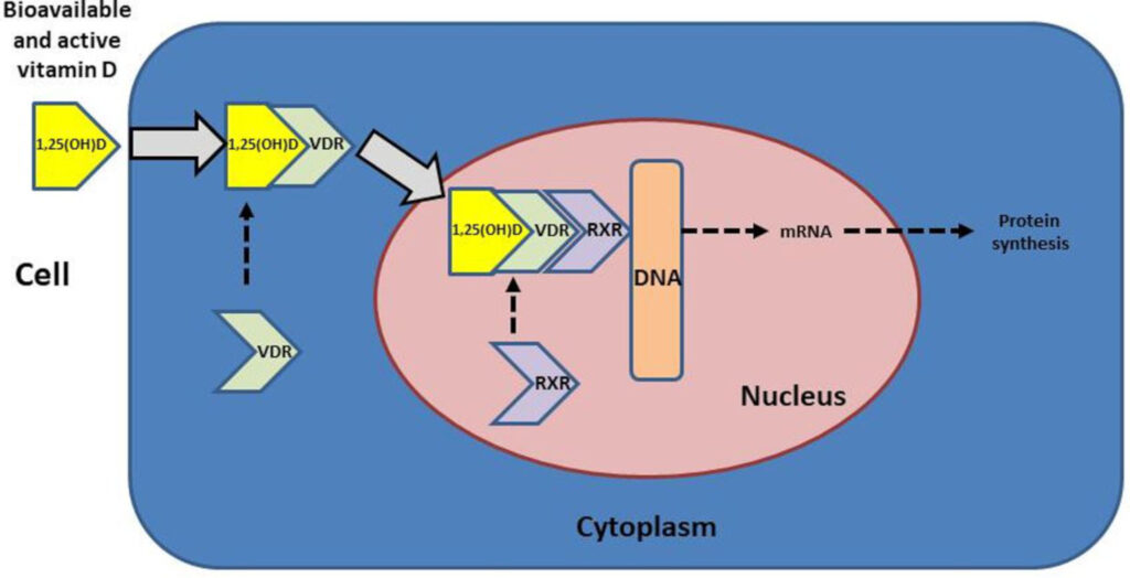 mécanisme selon lequel la vitamine D atteint l'ADN des cellules pour moduler les gènes