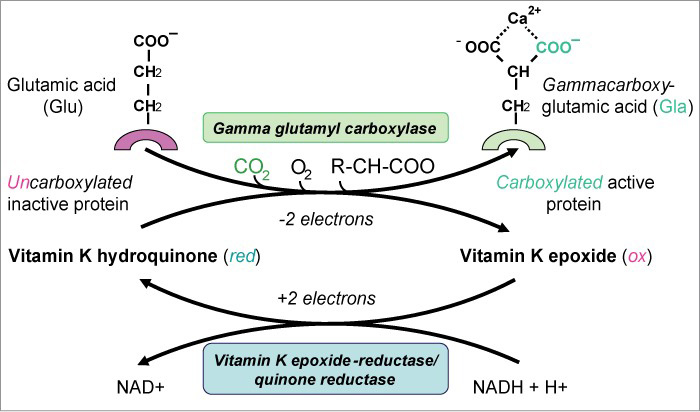 réaction entre la vitamine K et la gamma-glutamyl carboxylase